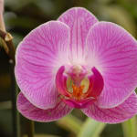 Nature's Gallery Florist, Inc.