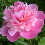 Michelle's Florals & Gifts
