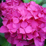 Floral Art Designs