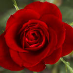 Katherine Florist & Gifts