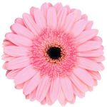 Claire's Garden Florist