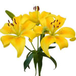 Lily Flowers