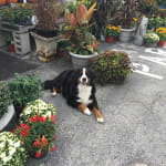 Cohasset Village Greenery Florist & Garden Center