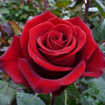 Rambling Rose Florist