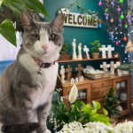 All Seasons Florist