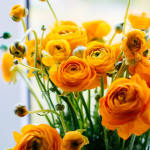Esme Flowers