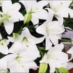 Flowers Premier Sympathy - NAI