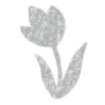 Silver Tulip
