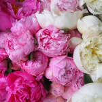 Petals & Blooms Flowers