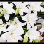 Flowers Premier Sympathy - COLNE