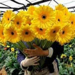 The Garden Path Co