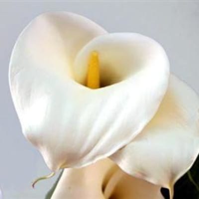 Our Photo Gallery Palm Springs Flower Mart