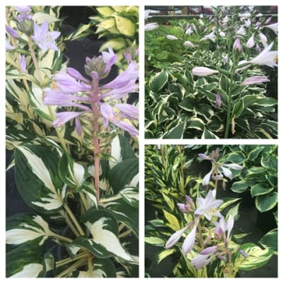 Our Photo Gallery | Parkview Gardens Florist & Greenhouses