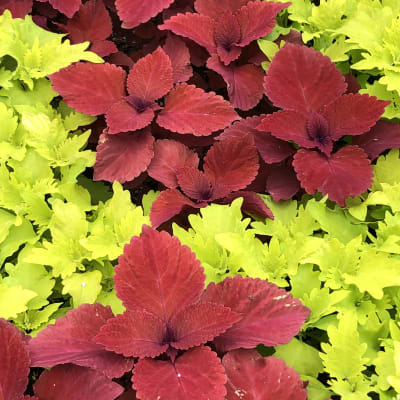 Our Photo Gallery | Parkview Gardens Florist & Greenhouses