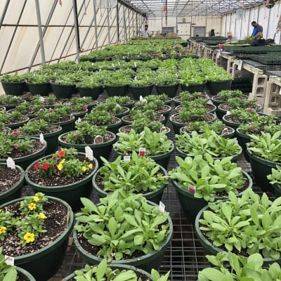 Our Photo Gallery Springlook Farm Garden Center Nursery Fl - Garden Centers In Derry Nh