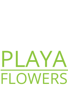 Playa Del Rey Florist - Playa Del Rey, CA florist