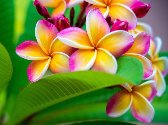 602Flowers - Phoenix, AZ florist