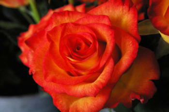 About Us | La Vie En Rose Flowers