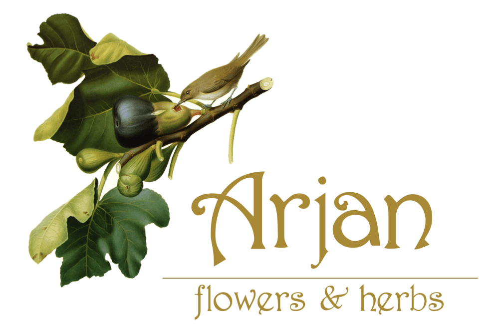 Arjan Flowers - Oakland, CA florist