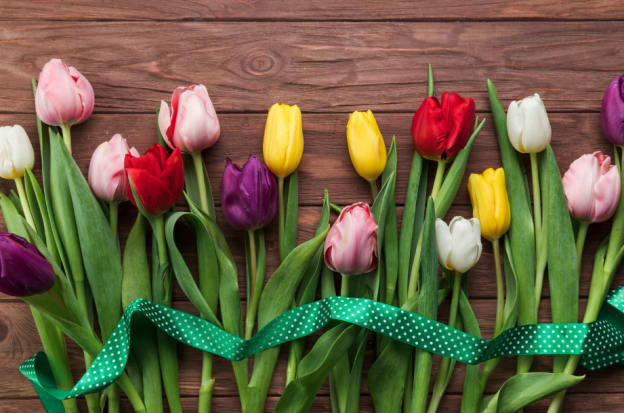 How Tulips Grow Each Season