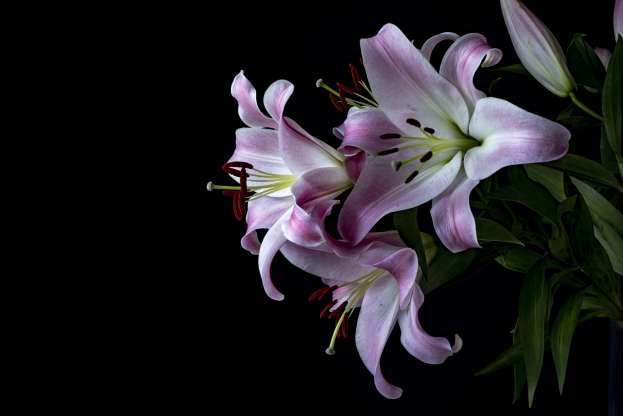 Amazing Facts About Lilies and Their Beauty