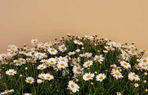 Fascinating Facts About Daisies You Didn't Know