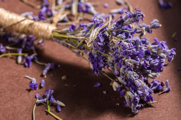 Most Interesting Facts About Lavender