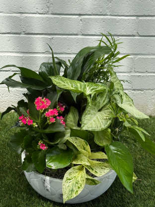 Houseplant Happiness: Simple Care Tips from Tomball 