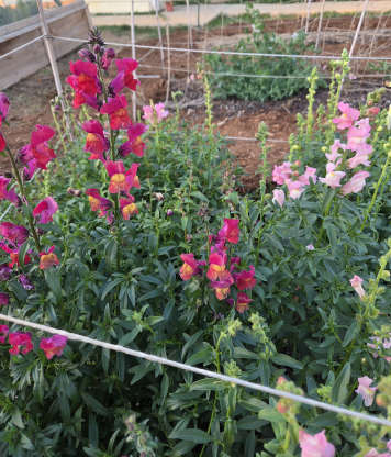 Technically still winter, feels like spring