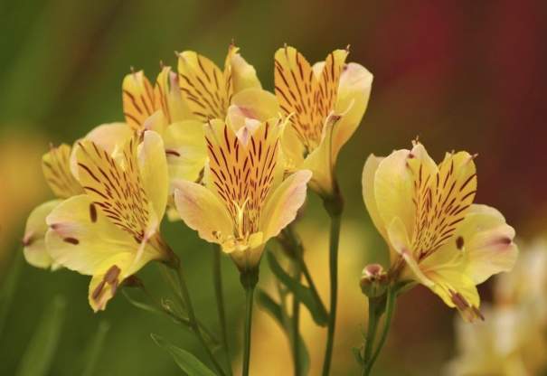 Alstroemeria