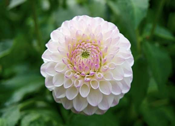 Dahlia