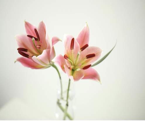 Lily