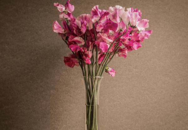 Sweet Pea 