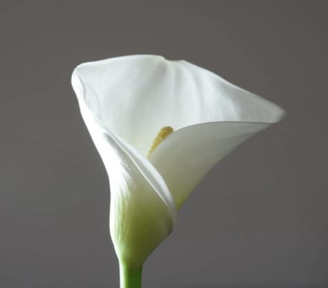 Calla Lily 