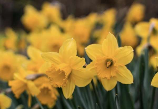 Daffodil