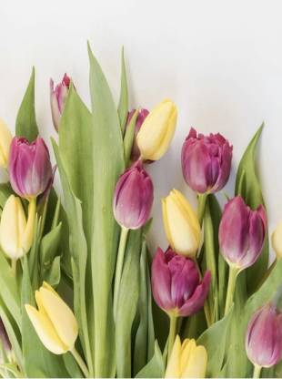 Tulip