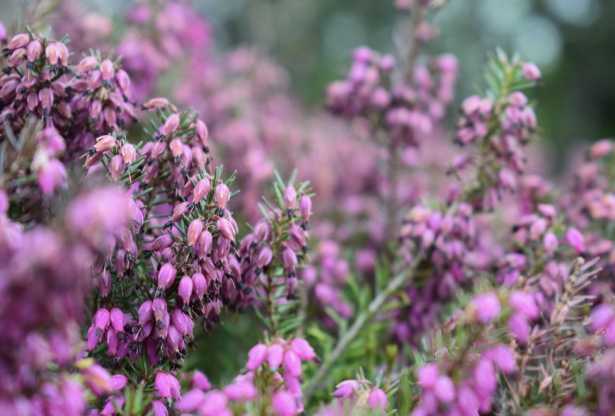 Heather