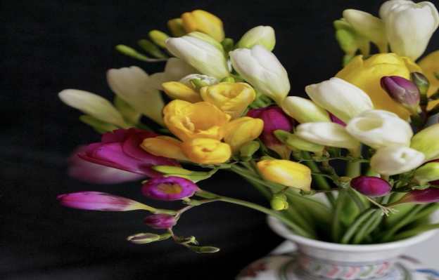 Freesia