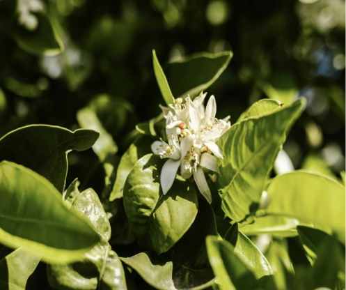Jasmine