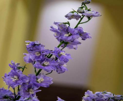 Larkspur