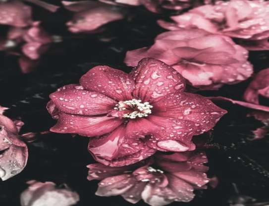 Begonia