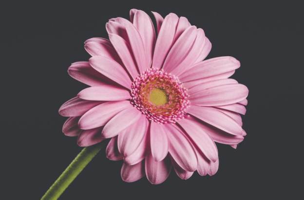 Gerbera Daisy