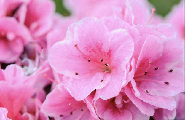 Azalea