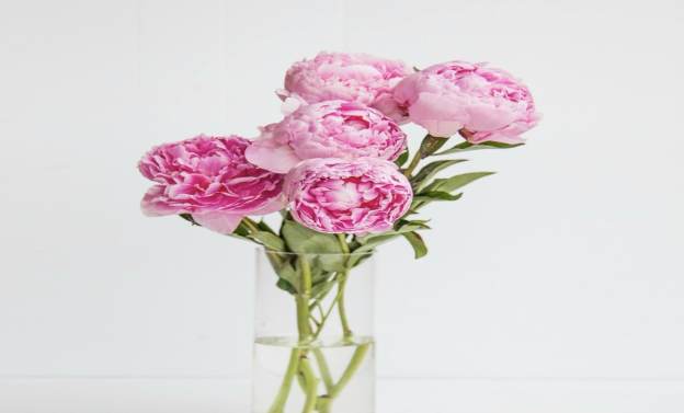 Peony