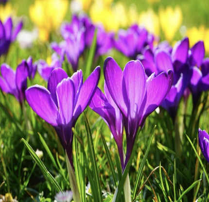Violet