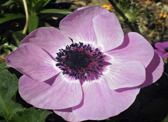 Anemone