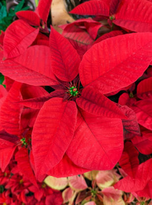Poinsettia Holiday Season 