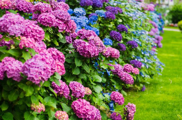 Hydrangeas: Awesome Gift, but How Do You Keep The