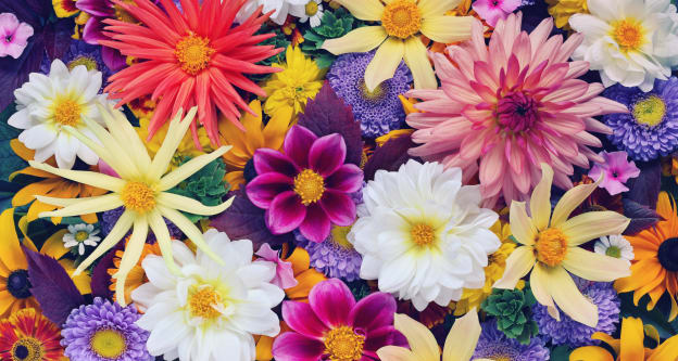 Choosing the Perfect Birthday Flowers in NH