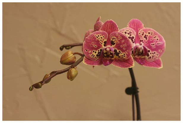 Order Orchids In Denver For Delivery Blog Twisted Tulip